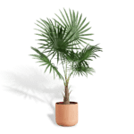 Palms