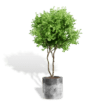 Trees & Shrubs