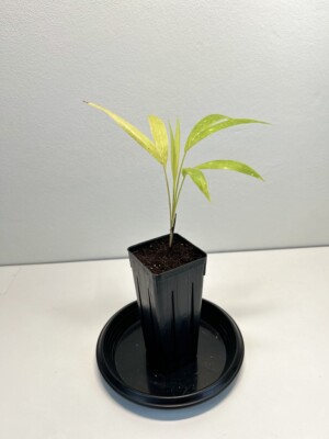 Adonidia merrillii 'Golden'