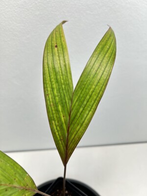 Areca vestiaria