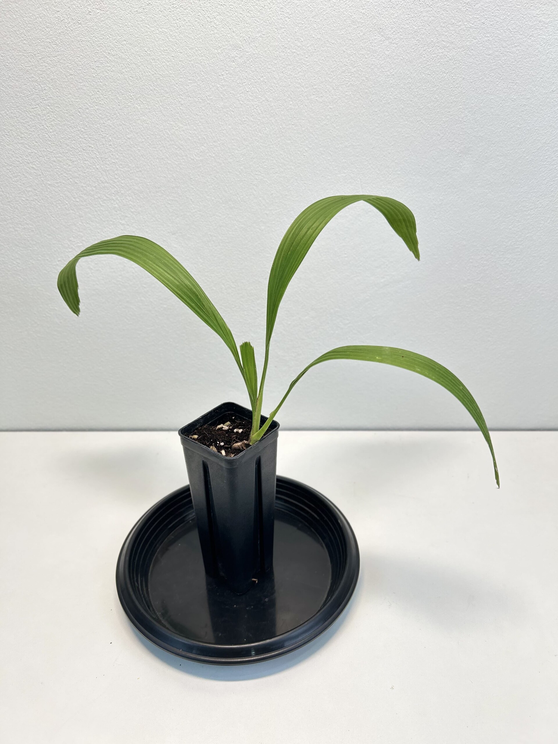 125 Corypha umbraculifera M1 Corypha umbraculifera