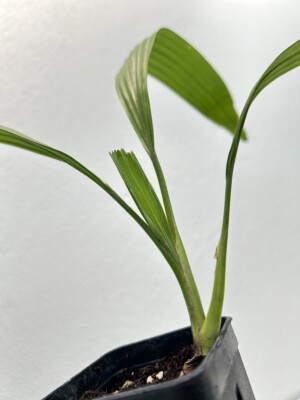 Corypha umbraculifera