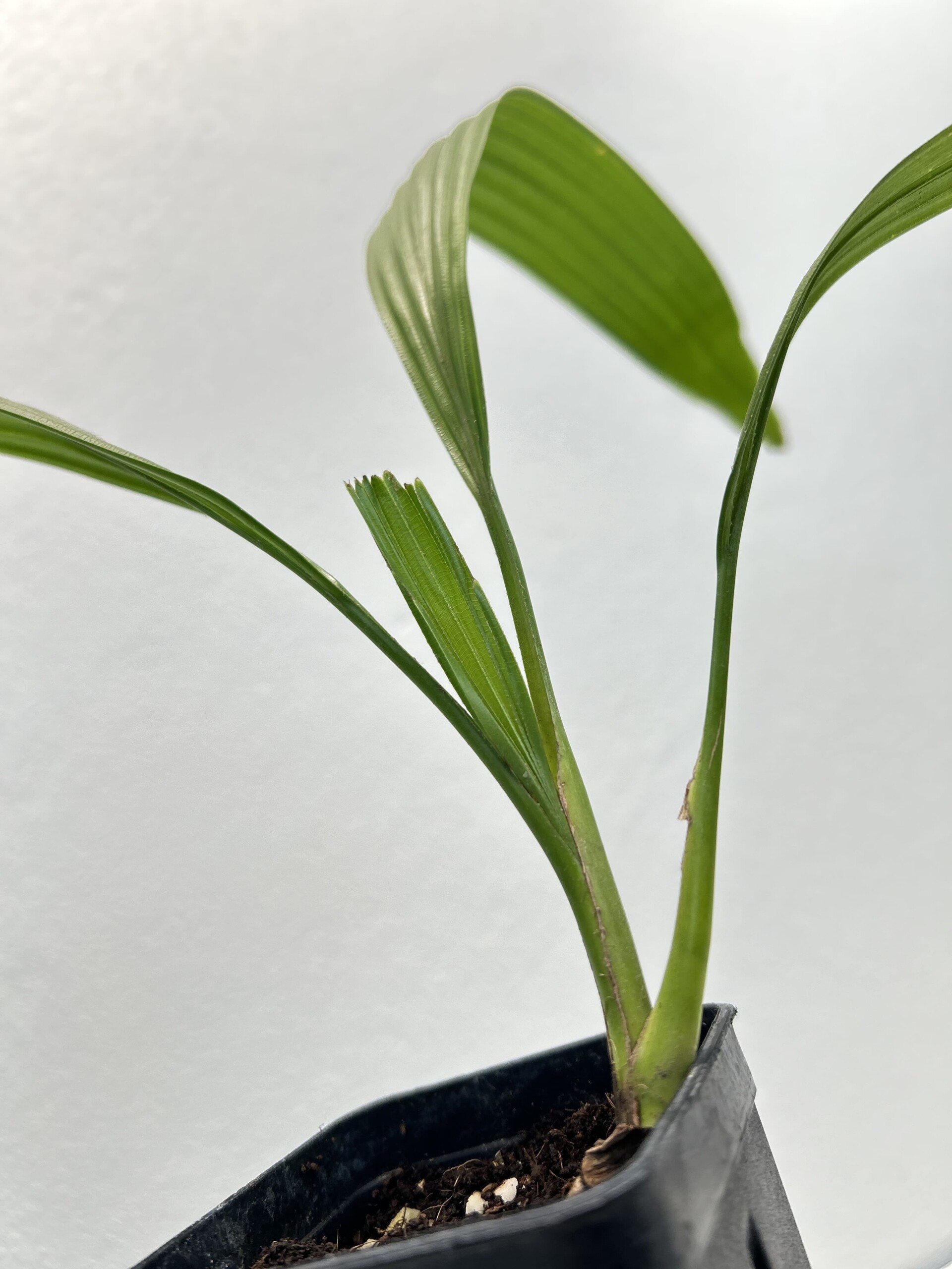 125 Corypha umbraculifera M2 Corypha umbraculifera