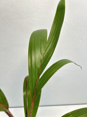 Hyophorbe lagenicaulis