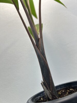 Hyophorbe lagenicaulis