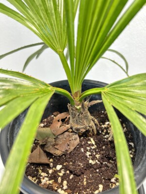 Copernicia macroglossa