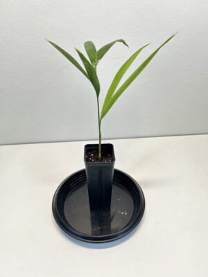 Adonidia merrillii S