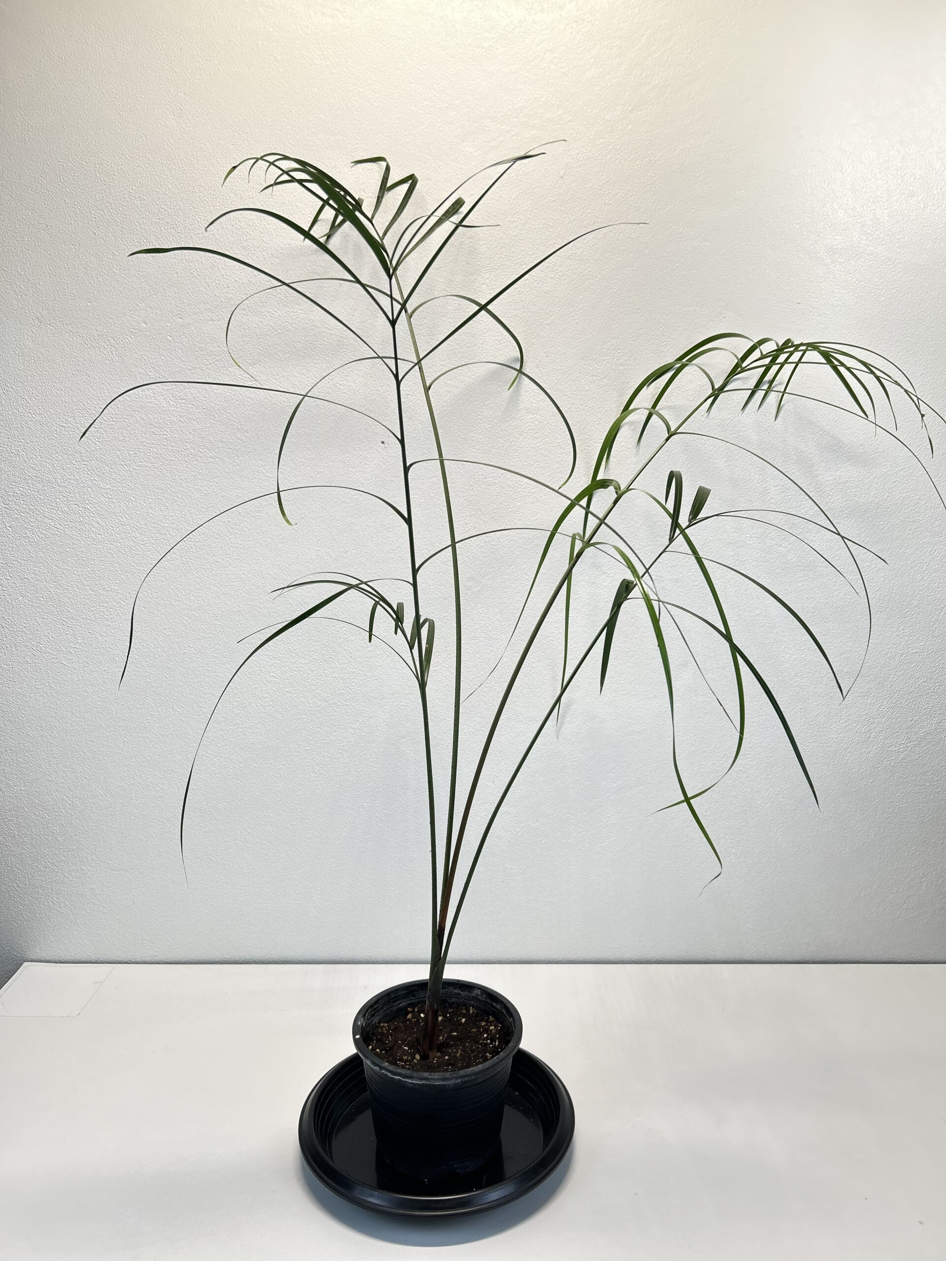 60 Dypsis decaryi L1 Dypsis decaryi