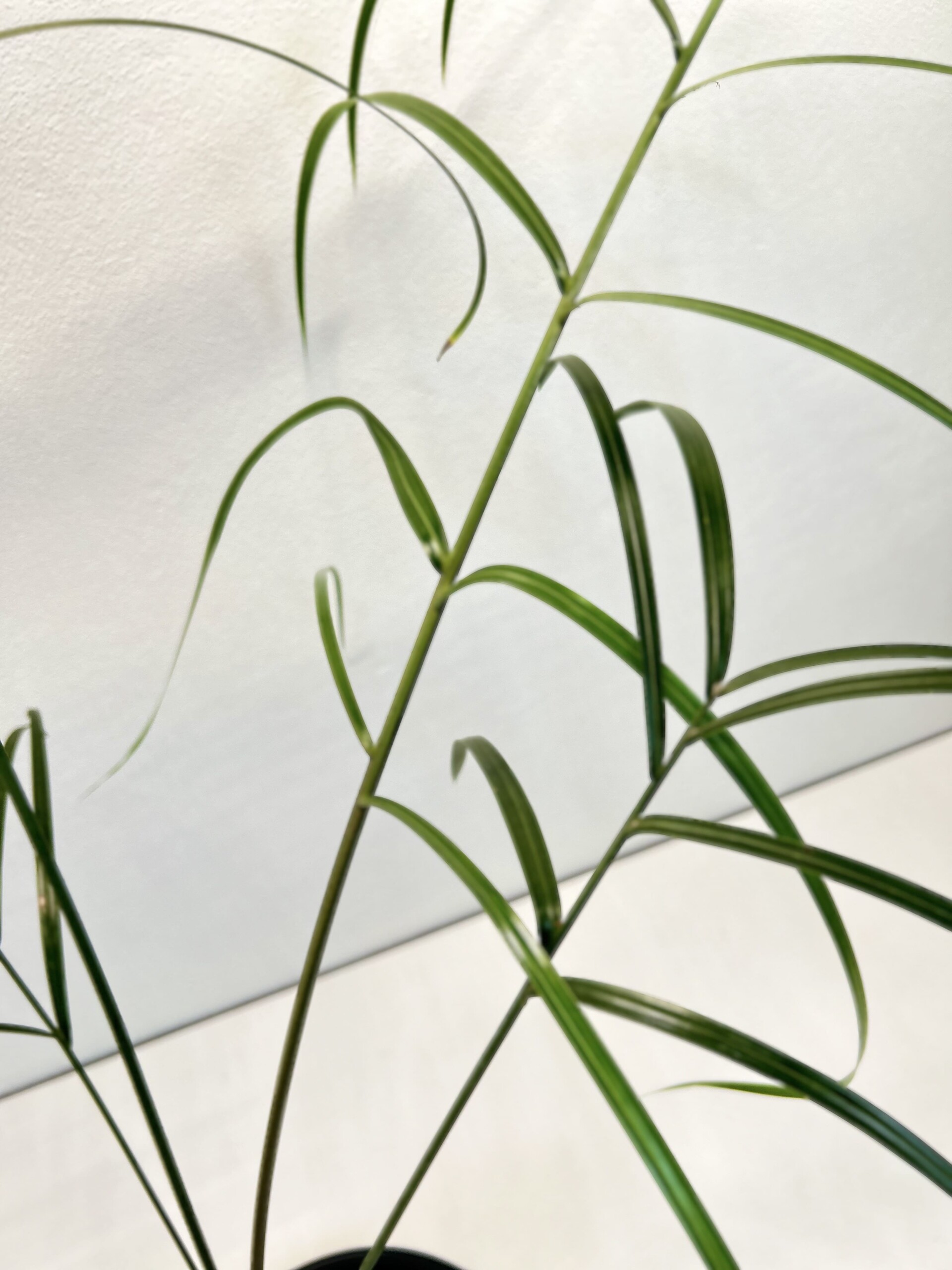 60 Dypsis decaryi L2 Dypsis decaryi