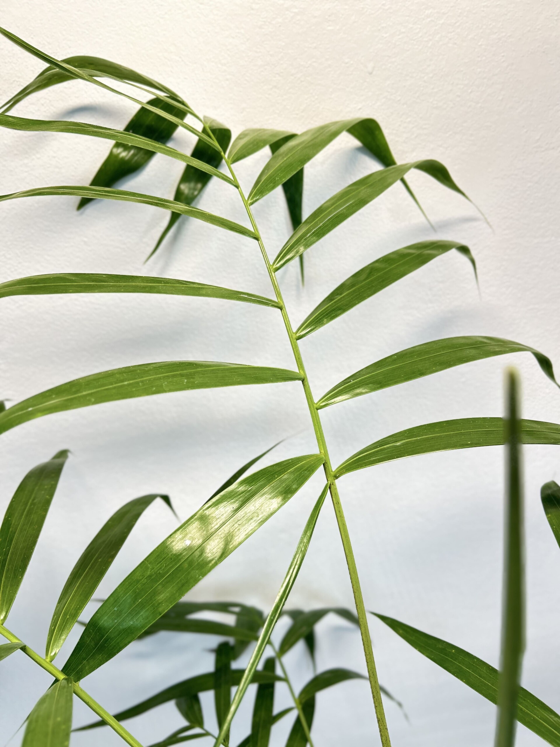 61 Dypsis pembana L2 Dypsis pembana