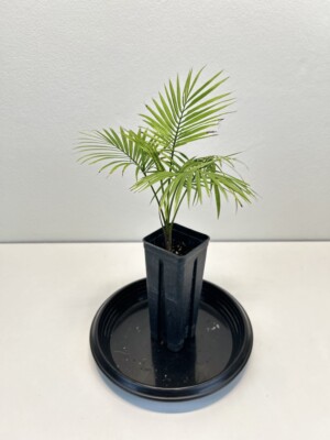 Rhopaloblaste augusta