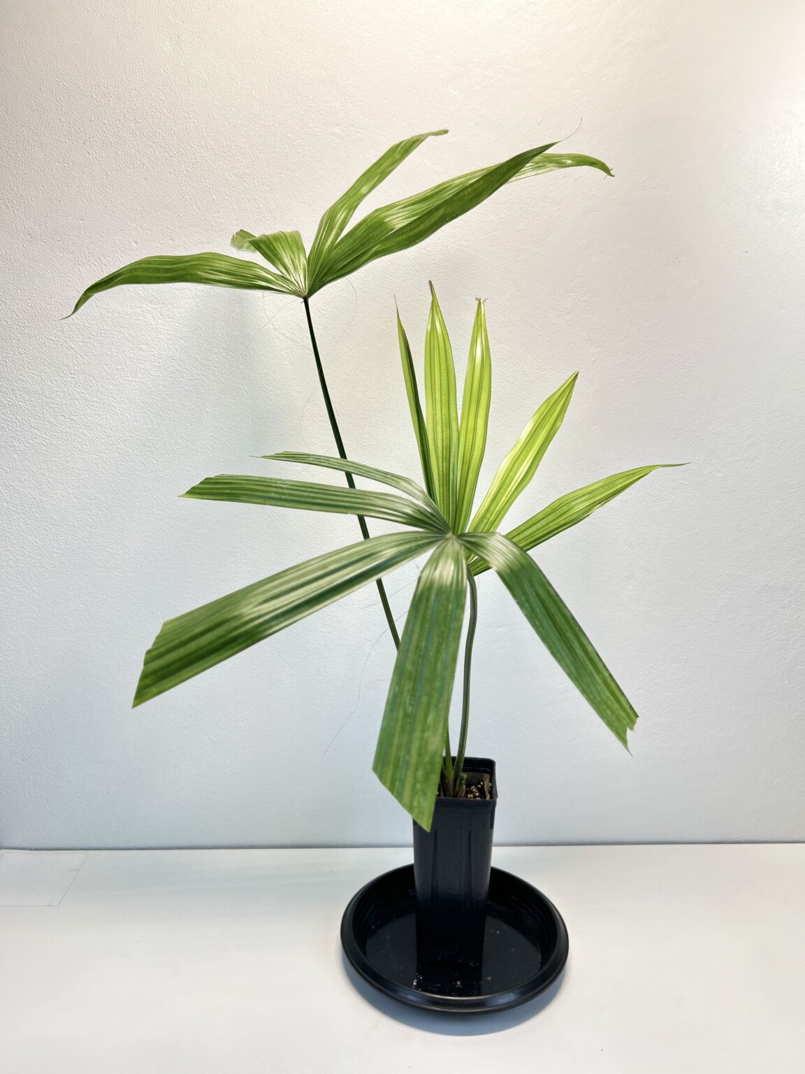 Borassodendron machadonis