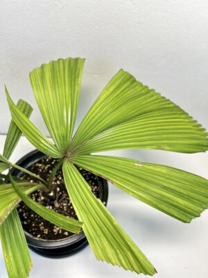 Licuala orbicularis 'Split leaf'