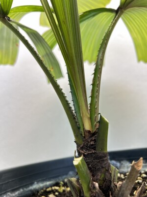 Licuala orbicularis 'Split leaf'