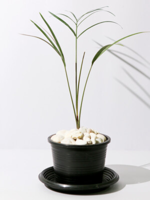 Triangle Palm