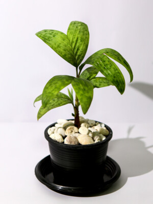 Legong Palm or Bat Wing Palm