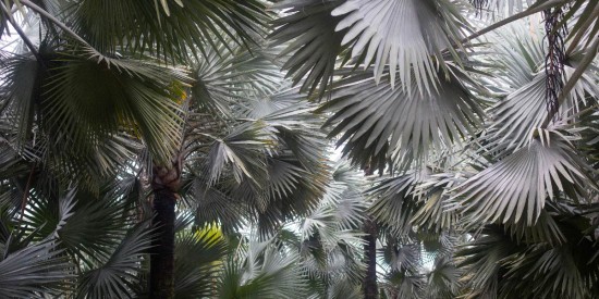 Next-Gen Greenery: The Allure of Hybrid Palms Must-Have