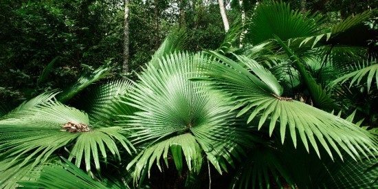 Kerriodoxa elegan