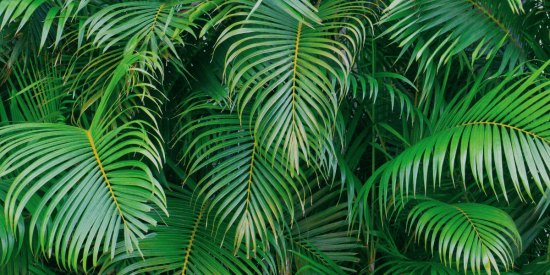 Rare and Exotic Palms for Collectors