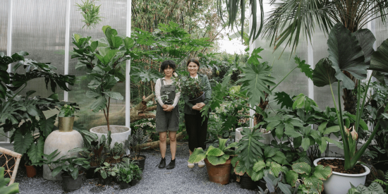The Beauty and Benefits of Tropical Palms