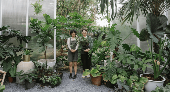 The Beauty and Benefits of Tropical Palms